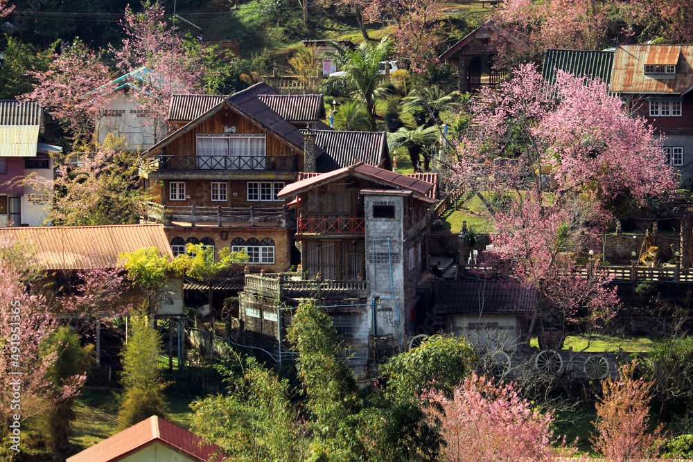 The pink sakura flower village on the mountain of Thailand.