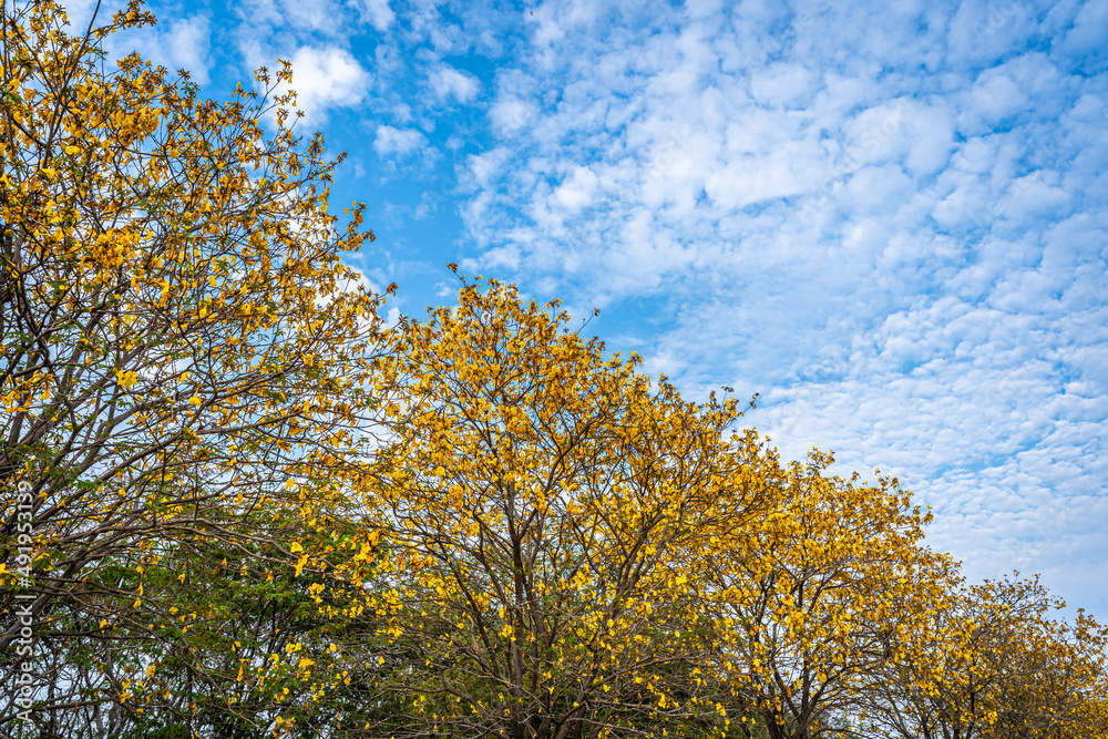 Beautiful blooming Yellow Golden Tabebuia Chrysotricha flowers of the Yellow Trumpet that are blooming with the park in spring day in the garden blue sky background in Thailand. Beautiful blooming Yellow Golden Tabebuia Chrysotricha flowers of the Yellow Trumpet that are blooming with the park in spring day in the garden blue sky background in Thailand.