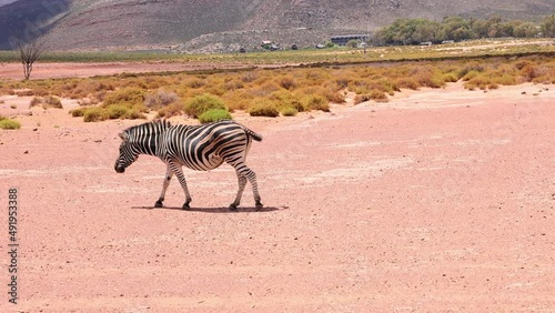 Beautiful wild animal slowly walking and standing in landscape. Wagging its tail to fend off insects. Safari park, South Africa