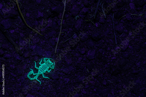 California Dune Scorpion under UV light, California, United States. 