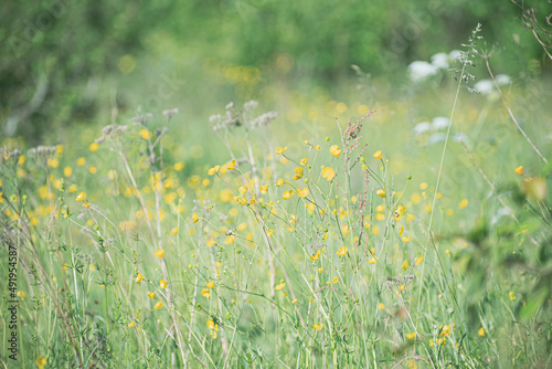 Different flowers blooming in a meadow. Small yellow Ranunculus acris blooms in a wild field in summer. Selective focus on the details, blurred background.