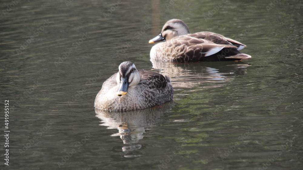 Obraz premium Winter garden