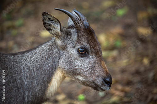 Goral's face and side details in nature. photo