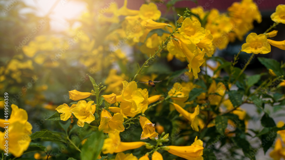 Yellow flowers surrounded by green foliage are then delighted. Yellow flowers surrounded by green foliage are then delighted.