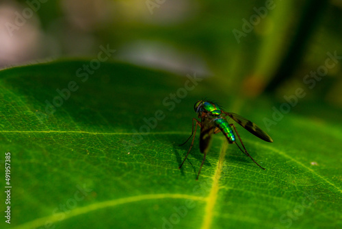 Fototapeta Naklejka Na Ścianę i Meble -  fly on leaf