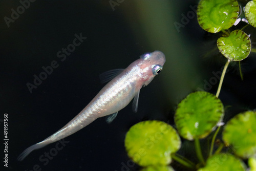 Glacier blue and clear white Japanese aquarium Rice fish "Miyuki Medaka", swimming under the biotop water, close up photography.  水鉢の中で気持ちよさそうに泳ぐ観賞用改良メダカの姿。
