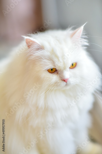 Cute White Persian Cat