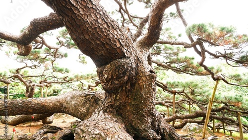 old pine tree