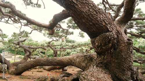 old pine tree