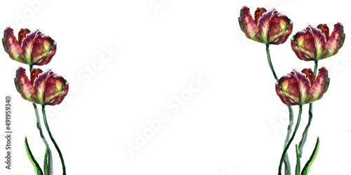 The image is made on paper with watercolors. Spring flowers. Tulips. Frames of tulips.