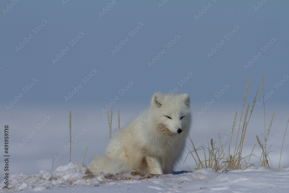 Naklejka premium Arctic fox, Vulpes Lagopus, sitting in snow and staring around the tundra