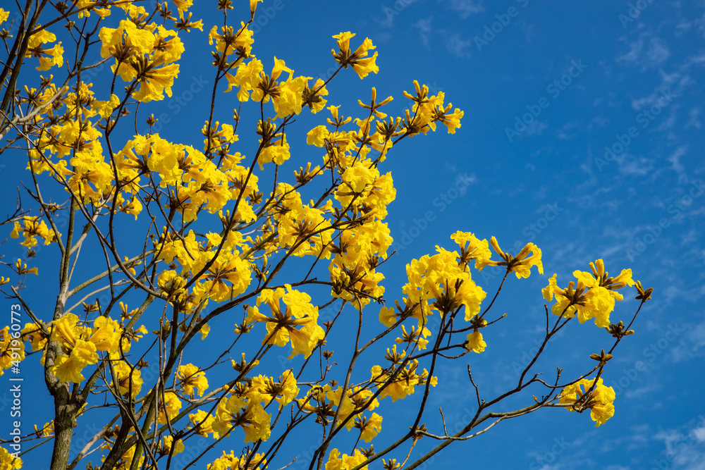 Obraz premium Yellow bells in full bloom