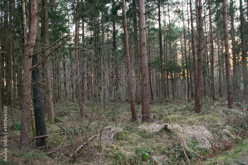 trees in the forest trees in the forest