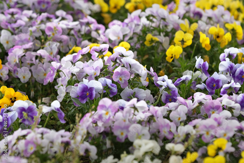 Obraz premium Blooming violets in the garden