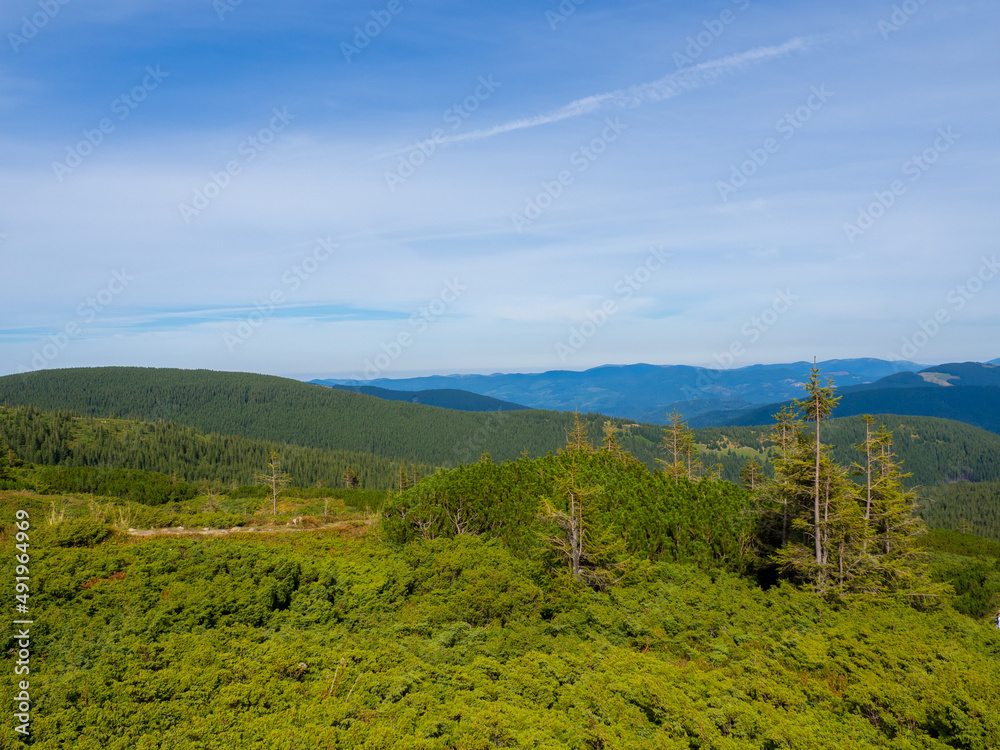 Mountain landscape with coniferous forest, bushes and beautiful sky. Carpathian valley near Hoverla in autumn sunny day.