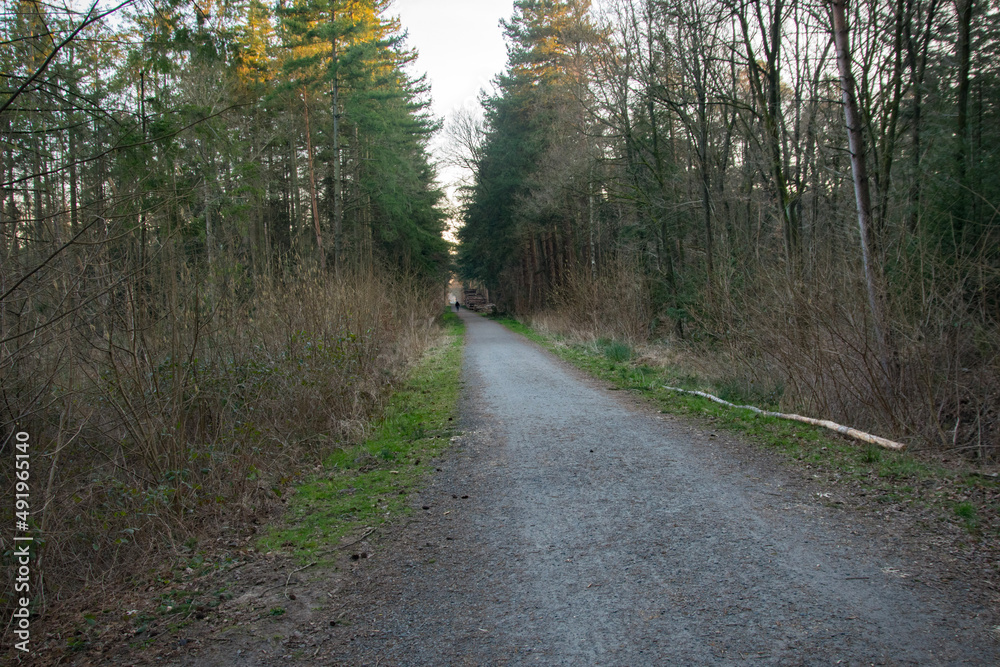Fototapeta premium path in the woods