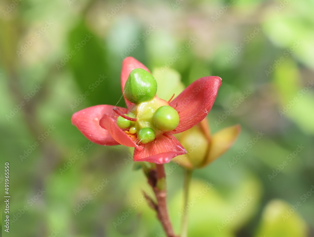 Closeup on red sepals of fruit of Mickey Mouse Plant Ochna kirkii Closeup on red sepals of fruit of Mickey Mouse Plant Ochna kirkii