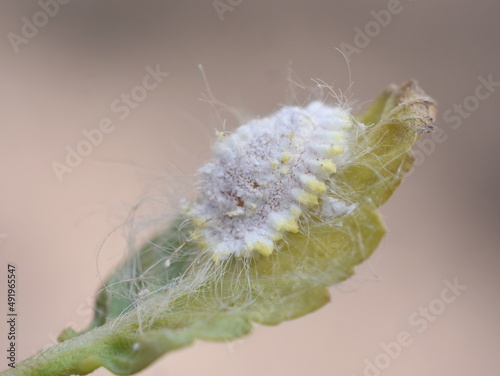 Seychelles scale insect Icerya seychellarum cottony pest insect on leaf photo