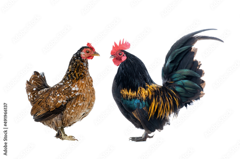 Dwarf Cockerel and Brown chicken isolated on a white background. Dwarf Cockerel and Brown chicken isolated on a white background.