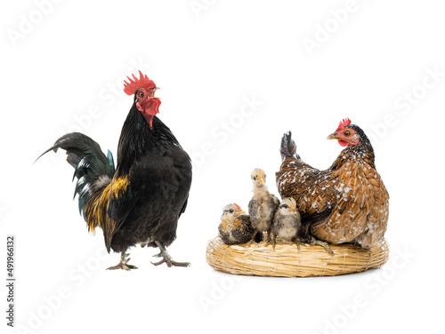 Singing Dwarf Cockerel and mother chicken with little chickens sitting on a nest isolated