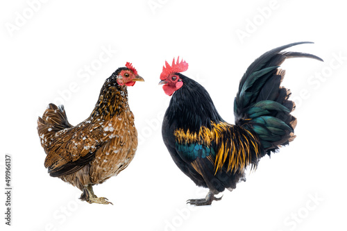Dwarf Cockerel and Brown chicken isolated on a white background.