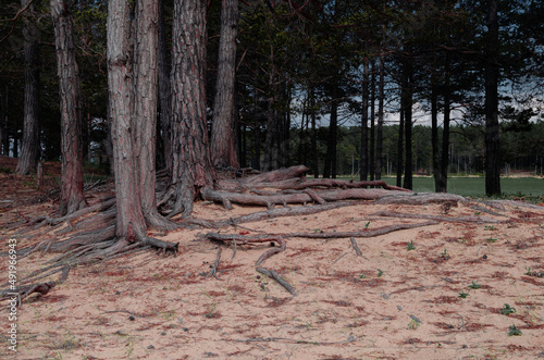 Print op canvas Open pine roots on sandy soil. Soil erosion.