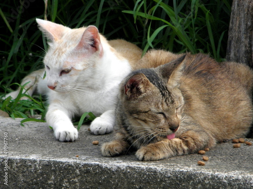 Canvas Print A group of wild cats gather outside to eat cat food