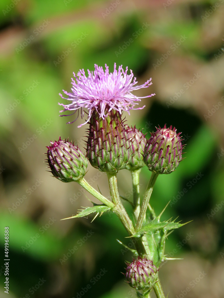 wild pink flower in spring wild pink flower in spring