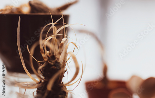 Cactus with papyrus leaves (with paper needles)(or Tephrocactus articulatus papyracanthus) on windowsill. Parchment needles are twisted like curls around succulent base. Narrow focus, against light. photo