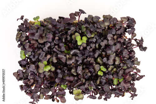 Fresh purple radish sprouts isolated on white. Microgreens.