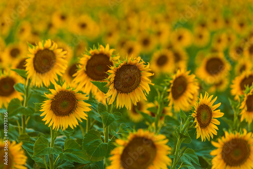 Blooming yellow sunflowers field. Summer nature landscape with blue sky