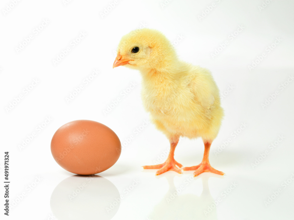 I wonder if thats my brother in there. Studio shot of a fluffy chick standing next to an egg. I wonder if thats my brother in there. Studio shot of a fluffy chick standing next to an egg.