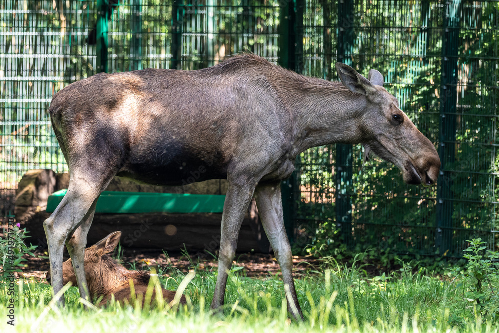 European Moose, Alces alces, also known as the elk European Moose, Alces alces, also known as the elk