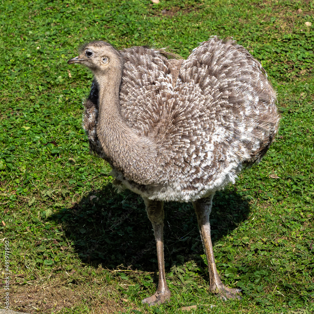 Darwin's rhea, Rhea pennata also known as the lesser rhea. Stock-Foto ...