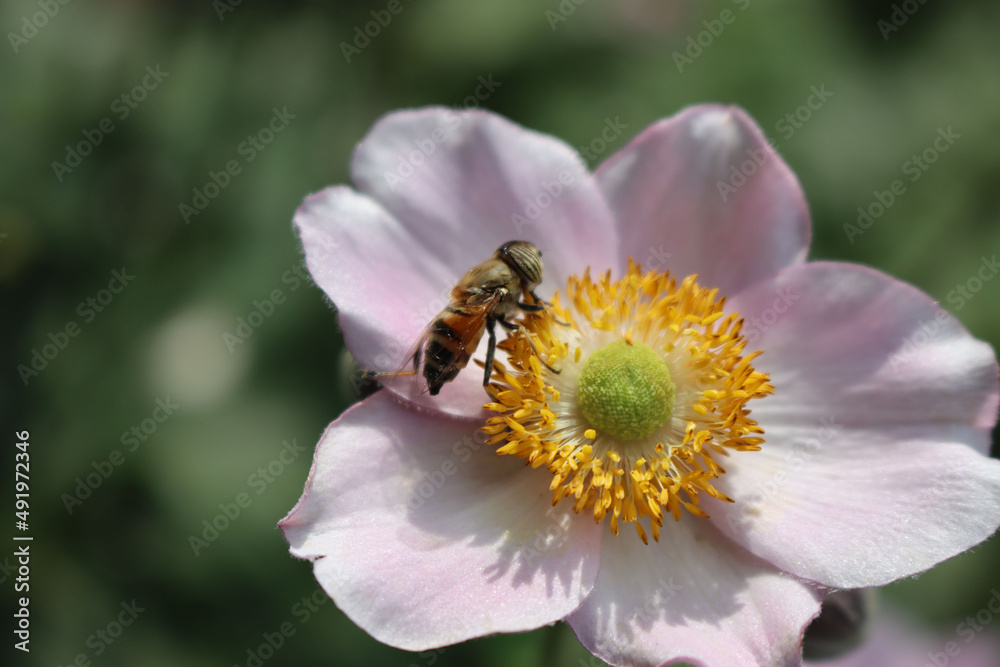 Honey bee on pink Anemone japonica flower. Apis mellifera on japanese Anemone Honey bee on pink Anemone japonica flower. Apis mellifera on japanese Anemone