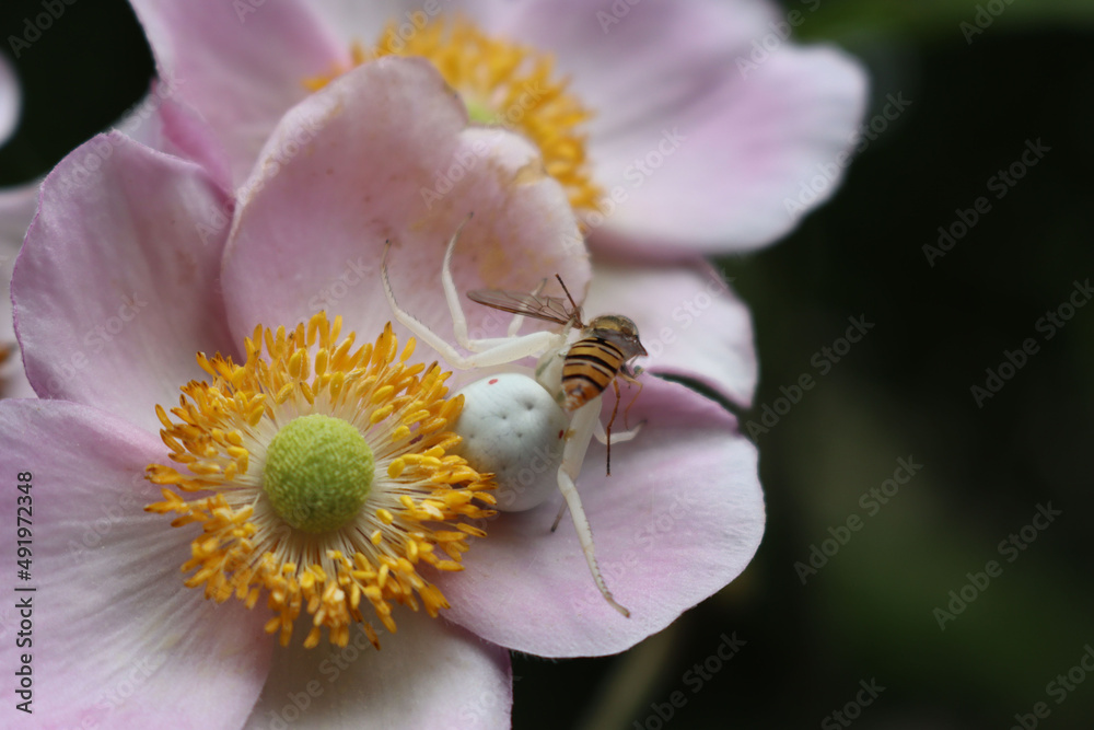 Misumena vatia or white crab spider female eating a honey bee on pink Anemone japonica flower Misumena vatia or white crab spider female eating a honey bee on pink Anemone japonica flower