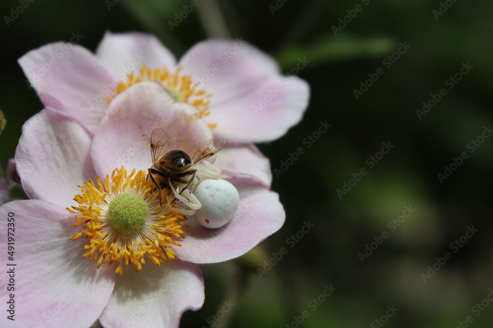 Misumena vatia or white crab spider female eating a honey bee on pink Anemone japonica flower Misumena vatia or white crab spider female eating a honey bee on pink Anemone japonica flower