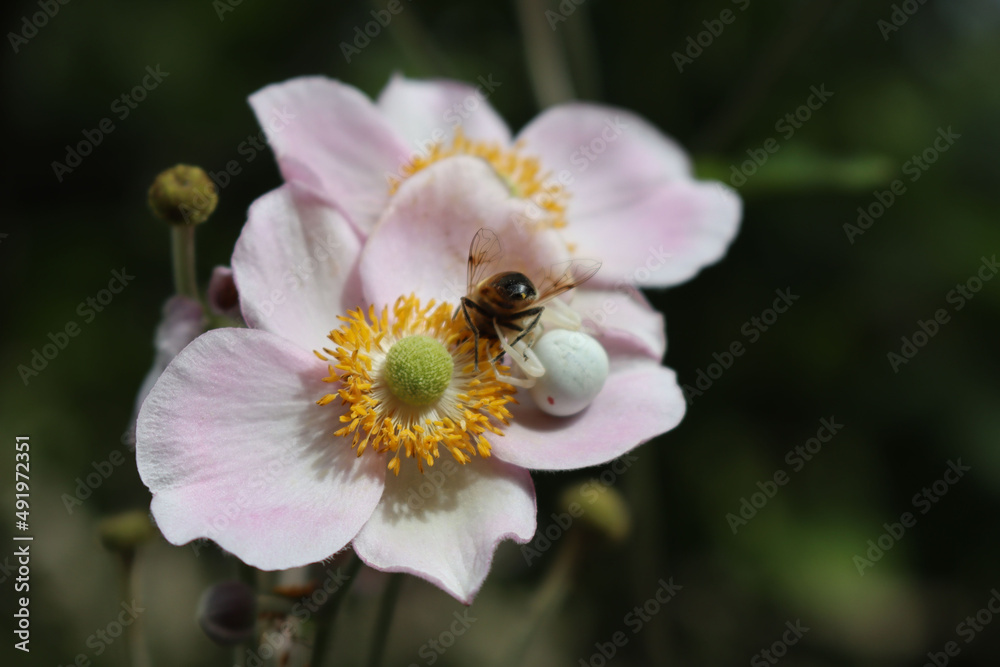Obraz premium Misumena vatia or white crab spider female eating a honey bee on pink Anemone japonica flower