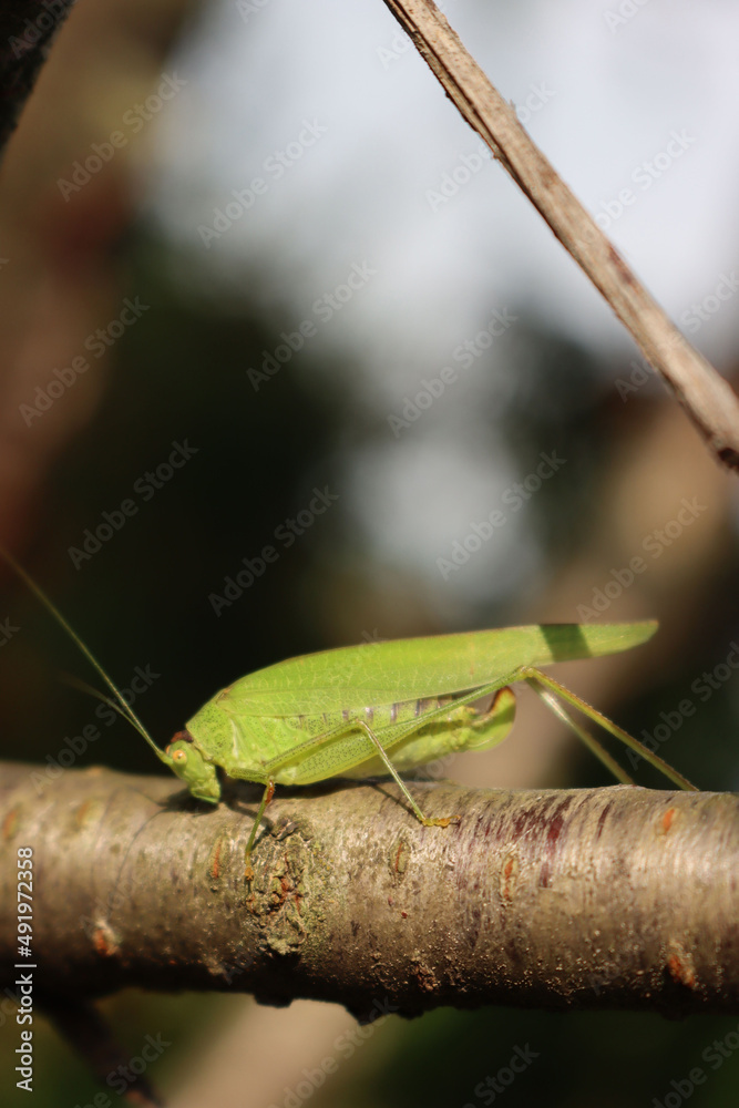 Close-up of green grasshopper on a tree branch in the garden. Caelifera Close-up of green grasshopper on a tree branch in the garden. Caelifera