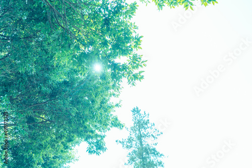 春や初夏のきれいな木々の素材