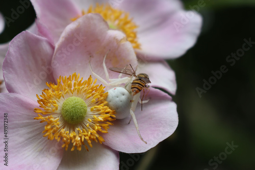Misumena vatia or white crab spider female eating a honey bee on pink Anemone japonica flower photo