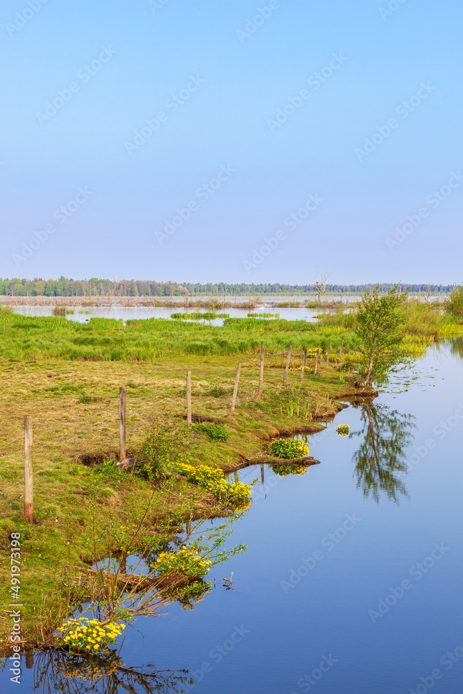 Kingcup flowers at a river in a wetland Kingcup flowers at a river in a wetland