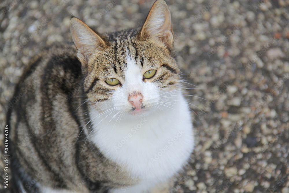 Fototapeta premium close up of cat
