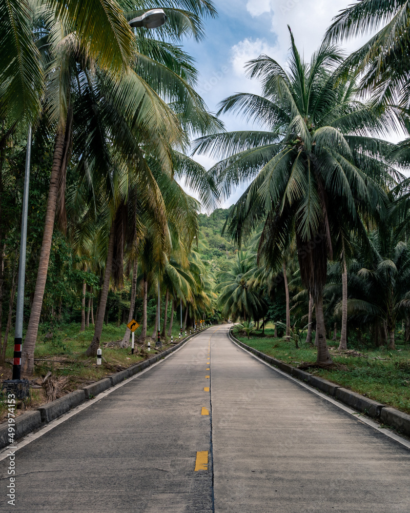 Beautiful road through the jungle with palm trees