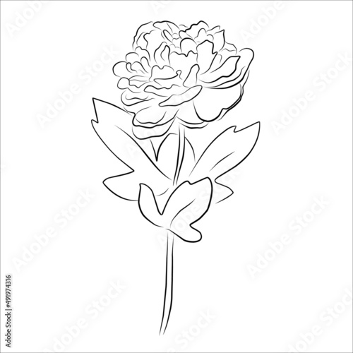 An illustration with a peony flower isolated on a white background. Vector illustration. Black silhouette. Realistic vector illustration of a peony. Hand-drawn vector illustration