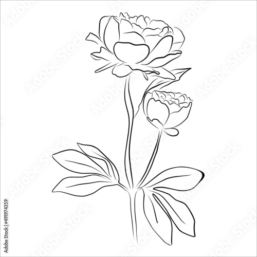 An illustration with a peony flower isolated on a white background. Vector illustration. Black silhouette. Realistic vector illustration of a peony. Hand-drawn vector illustration