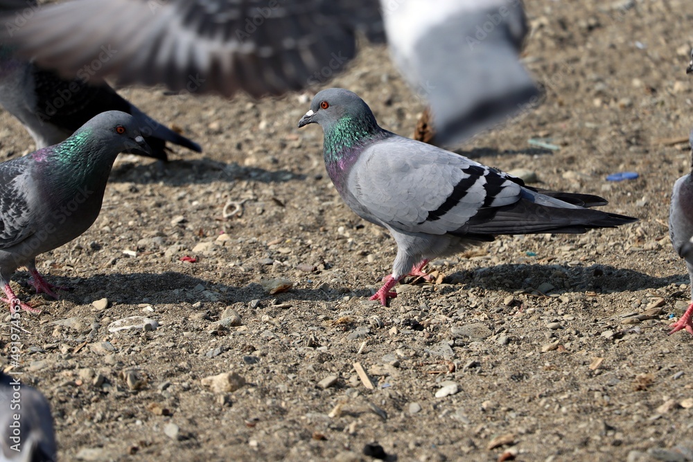 Two pigeons looking at each other on the beach Two pigeons looking at each other on the beach