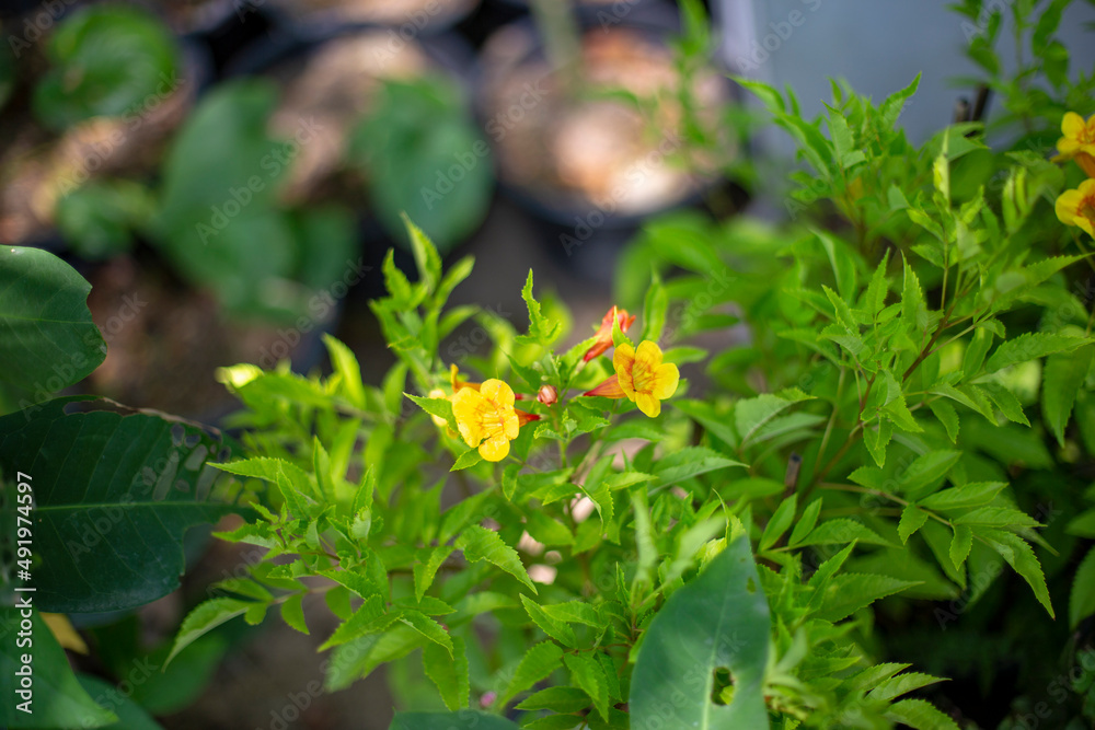 Close up photo of Yellow trumpet-flower and blurred background. Close up photo of Yellow trumpet-flower and blurred background.