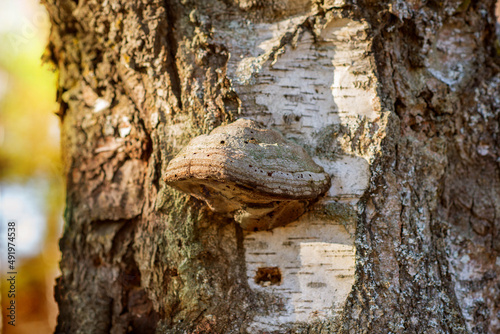 tinder fungus or chaga on a tree in a sunny mushroom forest