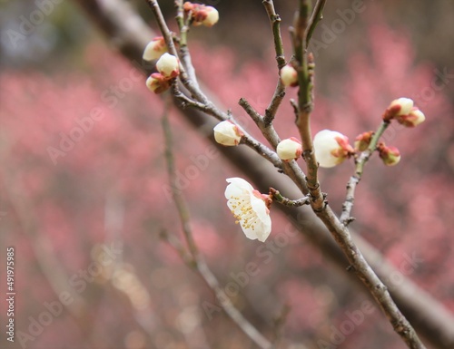 咲き始めの梅の花